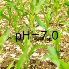 Wapno organiczne, nawóz wapniowo organiczny II generacji z aktywnym hydratem wapania
